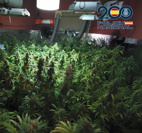 Plantación de marihuana en Algeciras