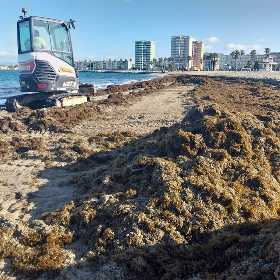 Un operario recoge algas de la playa de Poniente de La Línea. - AYUNTAMIENTO DE LA LÍNEA
