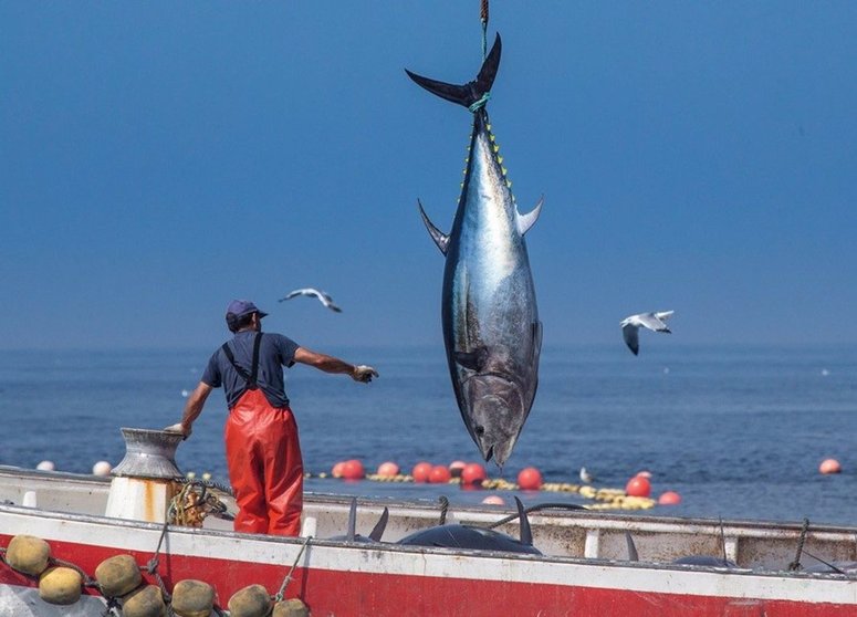 Pesca de atún en la provincia. - OPP72