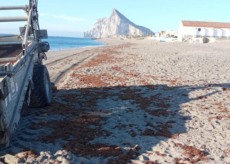 Algas invasoras acumuladas en una de las playas de La Línea de la Concepción (Cádiz) - AYUNTAMIENTO DE LA LÍNEA