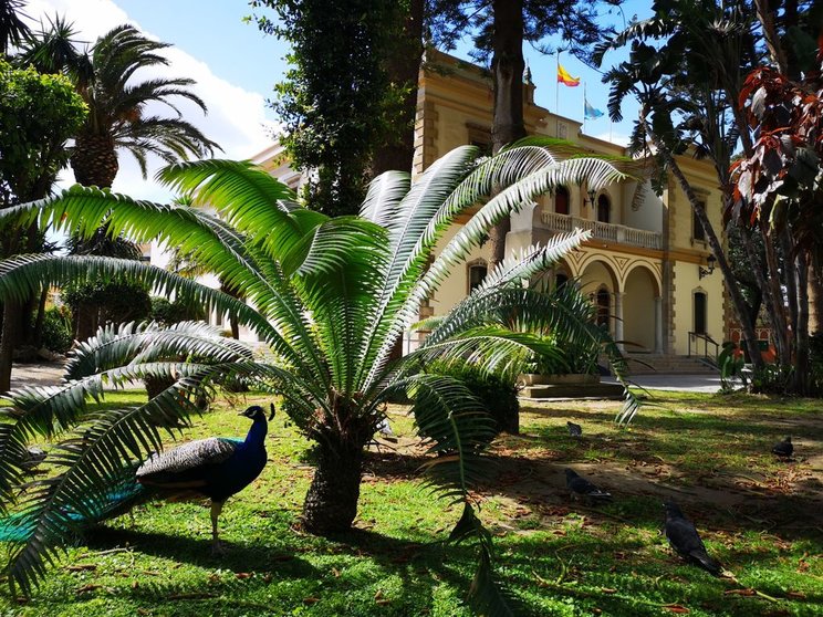 Un pavo real en los jardines Saccone